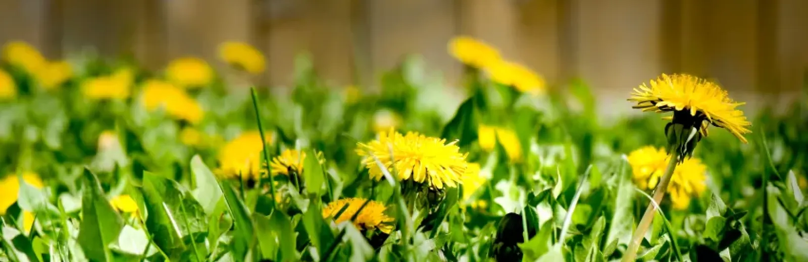 dandelion weeds