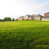 beautiful and healthy lawn