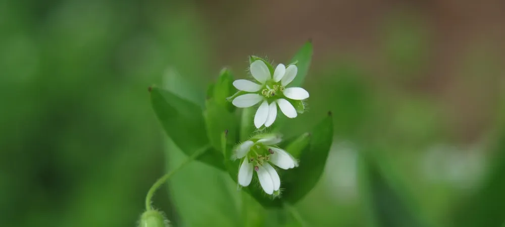 chickweed