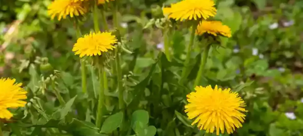 a close up of dandelions