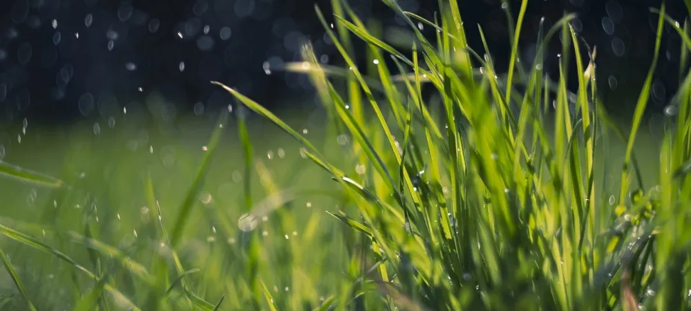 healthy grass in the rain