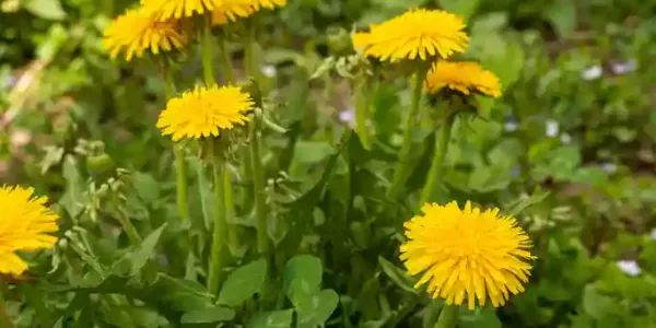 a close up of dandelions