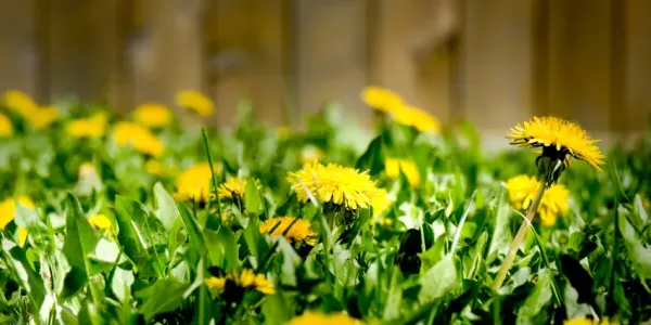 dandelion weeds